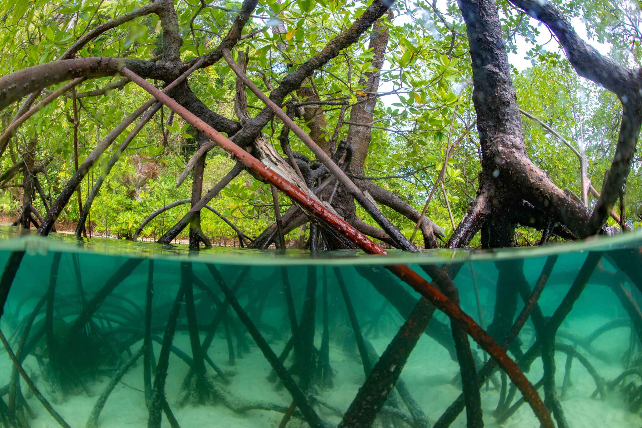 Pilot Project of Floating and Drifted Marine Plastics in Mangrove