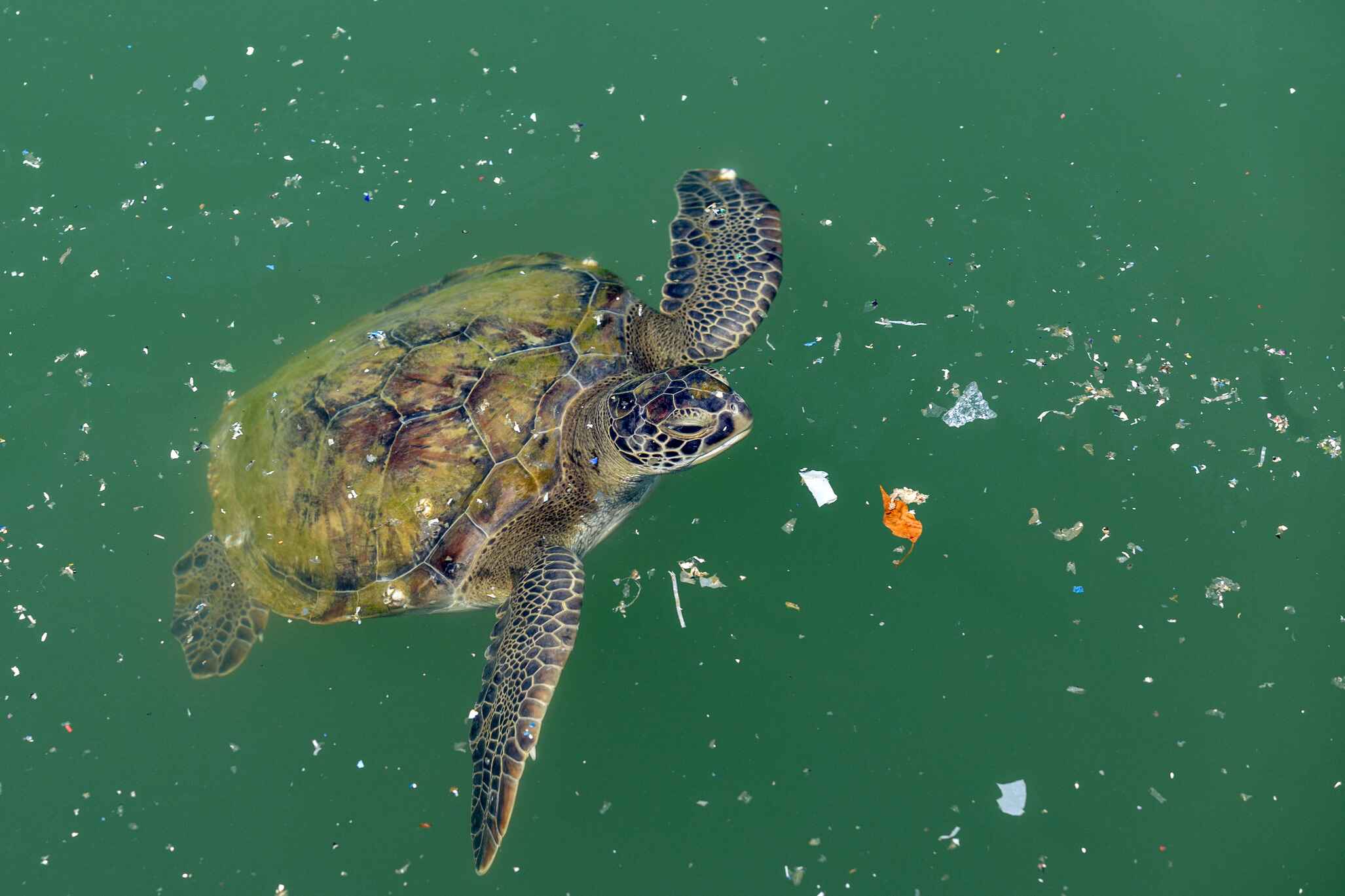 Indicator(s) Development to Assess Plastic Debris’ Impacts on Marine Ecosystem in the ASEAN Region (Desk Review)